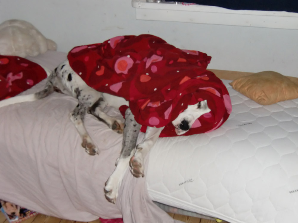 One of my dogs sleeping in my sisters bed. Clearly it felt cold.