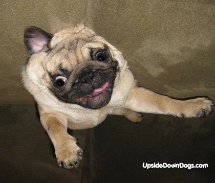 otto the pug dog 420x358