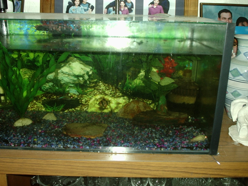 Our fishtank.