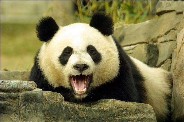 panda napping 3