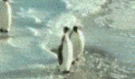Penguins