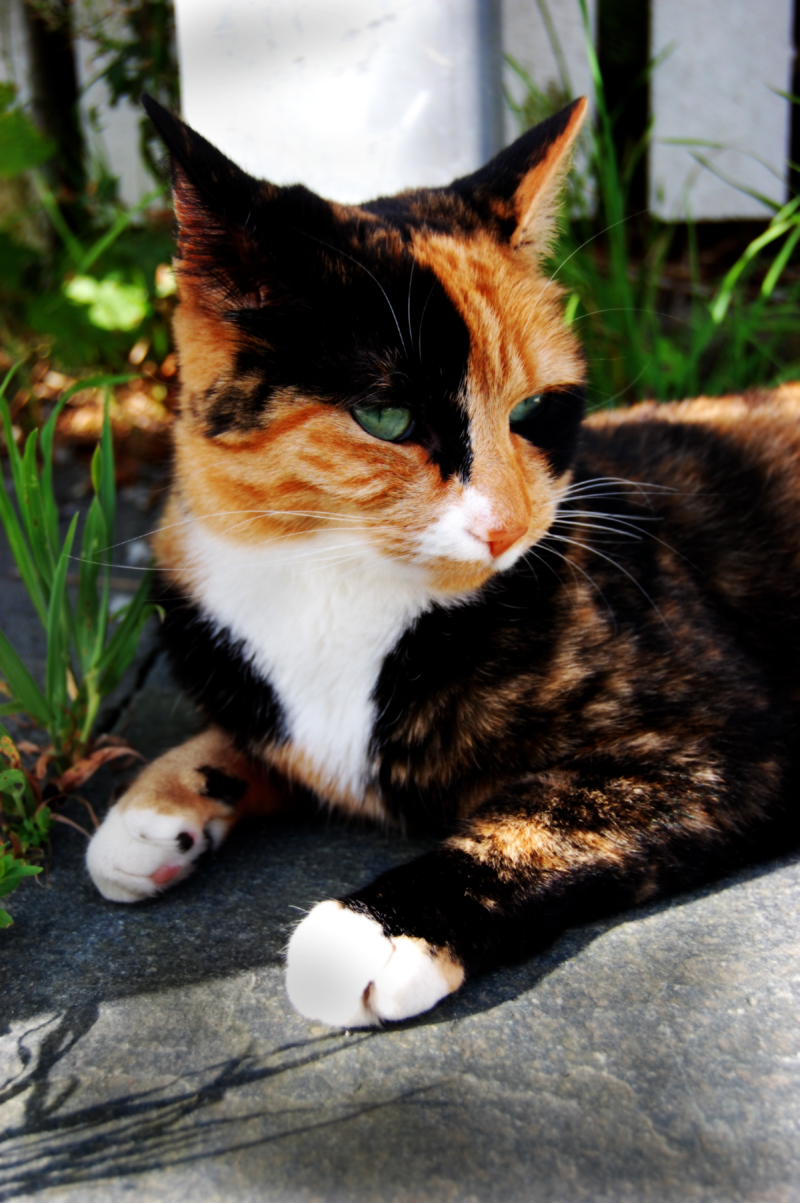 Photography - Kitteh 2 (Note its not my kitten)