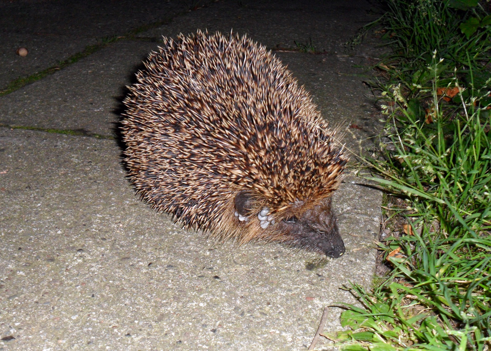 Picture in the HedgeHog series - Close Top - Flash.
