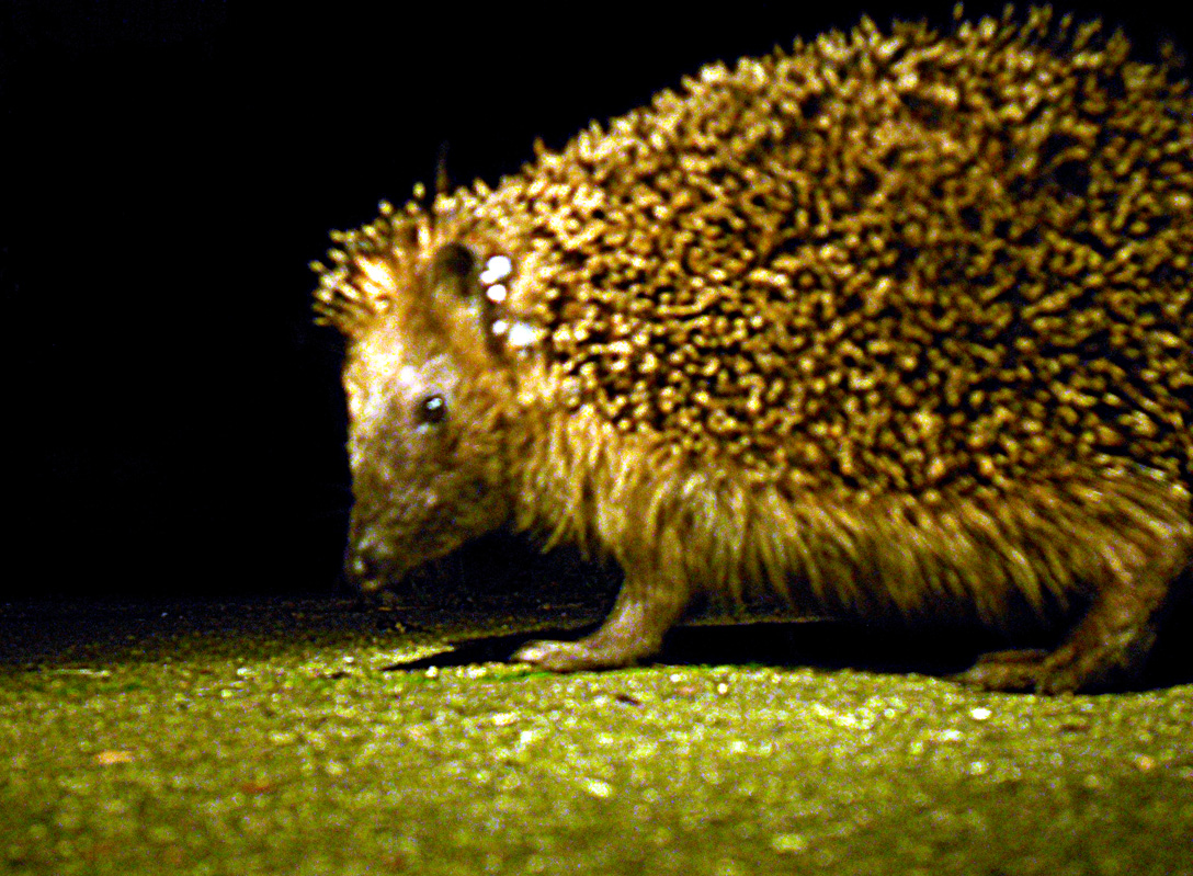Picture in the HedgeHog series - Close up - Realistic lightning.