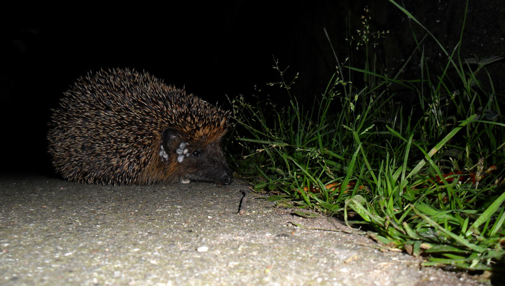 Picture in the HedgeHog series - Medium Shot - Flash.
