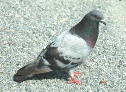 Pigeon dude :D