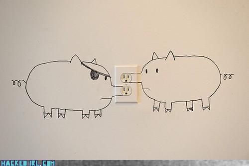 pigs