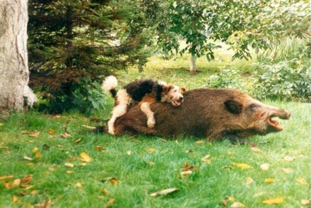 Pigs...