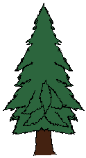 pine1