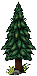 pine2