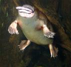 platypus