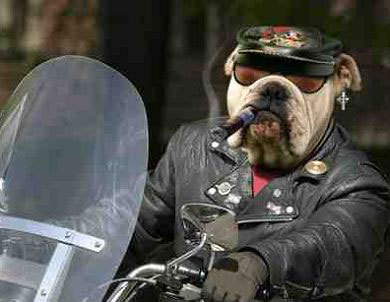 Police dog
