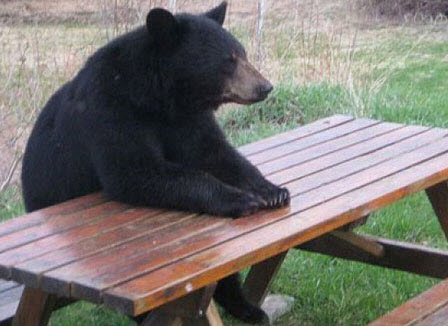 Polite Bear
