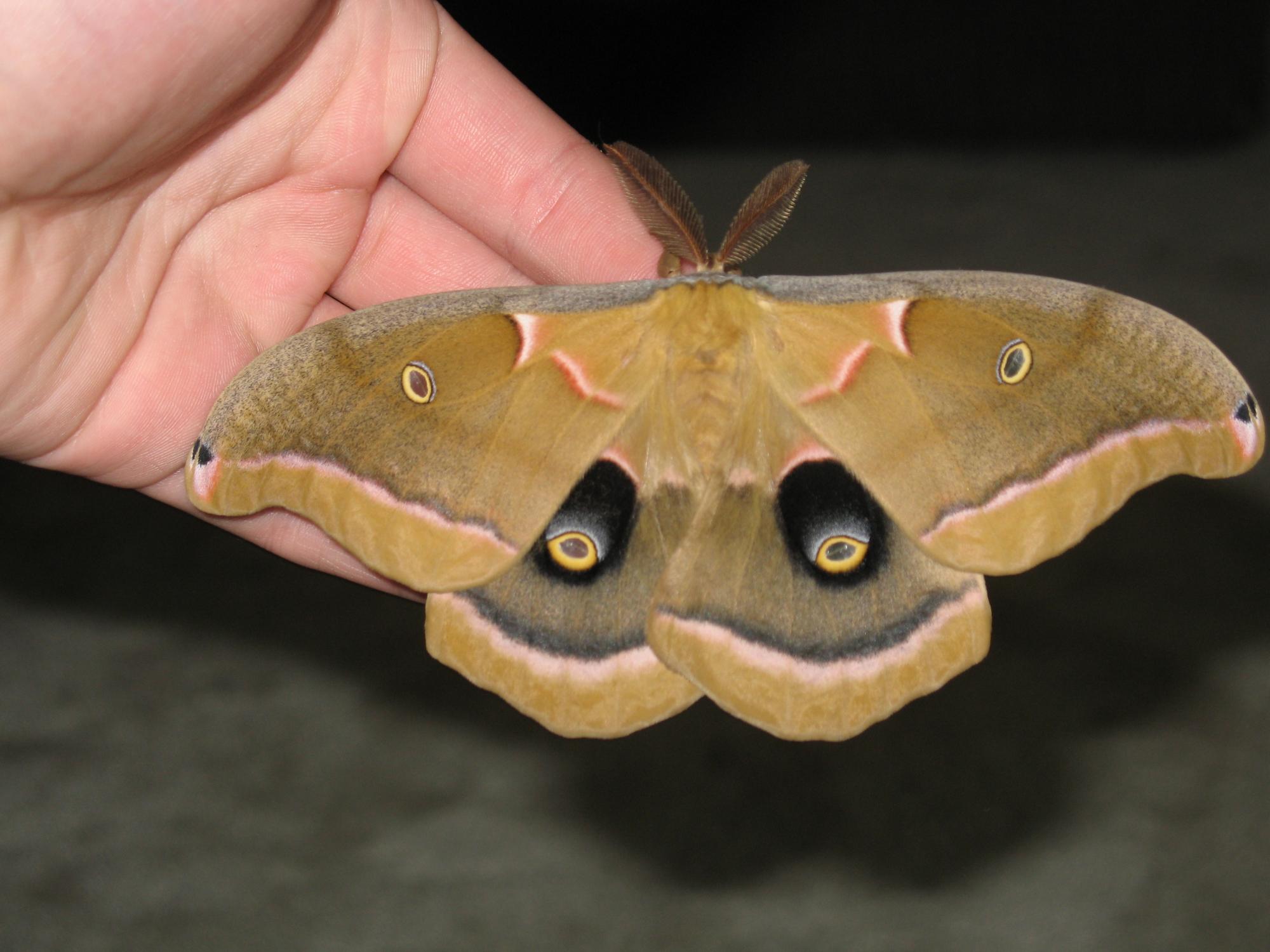 Polyphemus Moth on my hand

Taken on 5/22/07