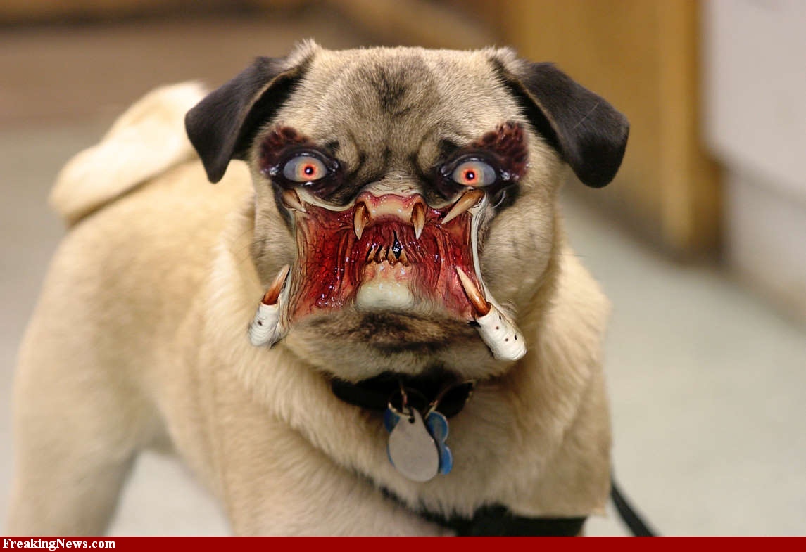 Predator Dog
