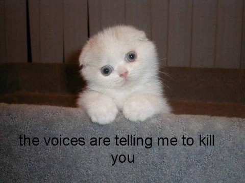 Psycotic cat ^^