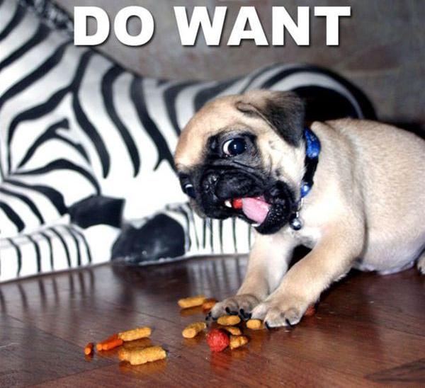 pug do want