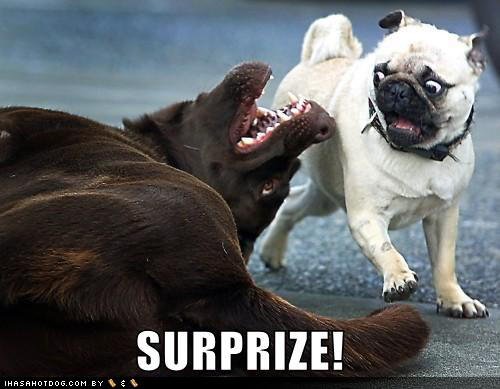 pug suprise