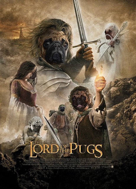 pugs sized