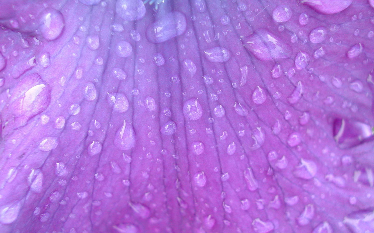 Purple Flower