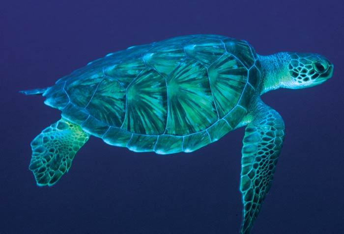 Pwnage Turtle YO
