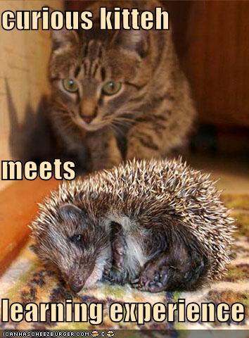 Pwned Cat