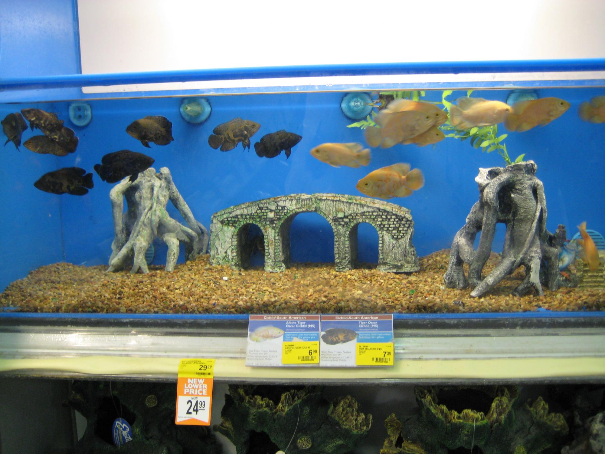 Racist fish