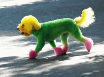 rainbow poodle