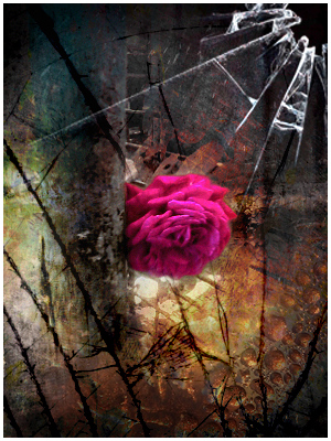Rose6