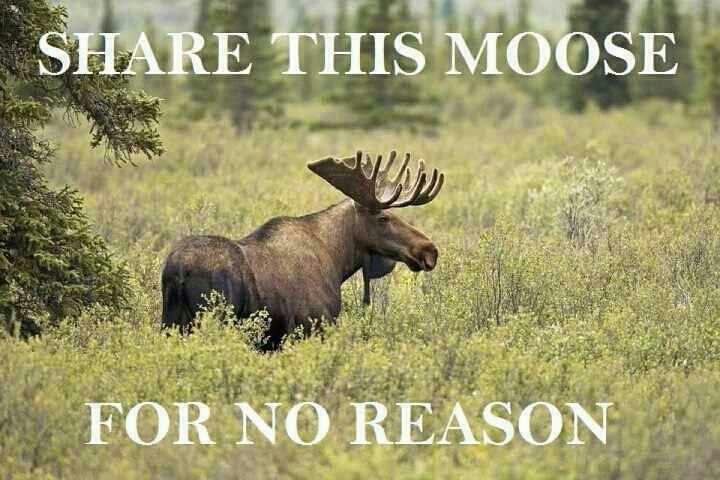 SHARE MOOSEEEEEEEEEE!