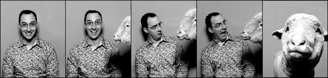 Sheep!