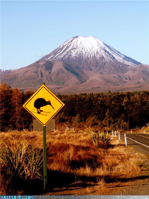 skiwi crossing