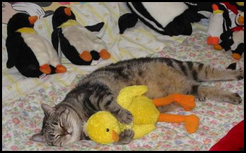 sleeping cat