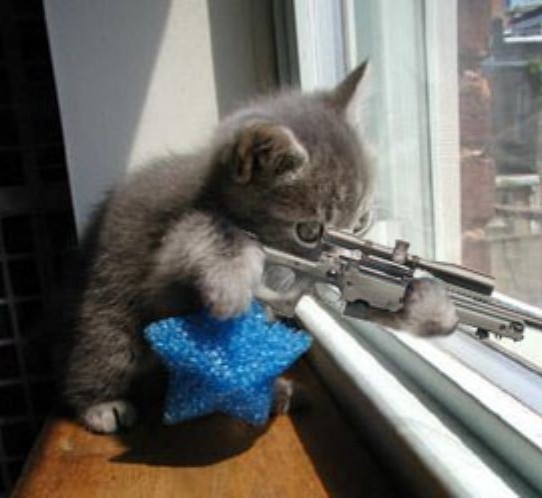 sniper cat