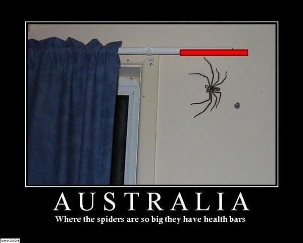 Spiders