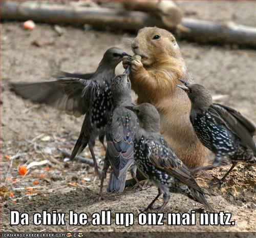 Squirrel n Nuts