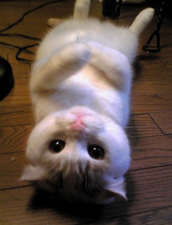 sweet kitty