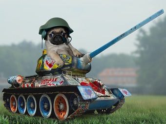 tank pug