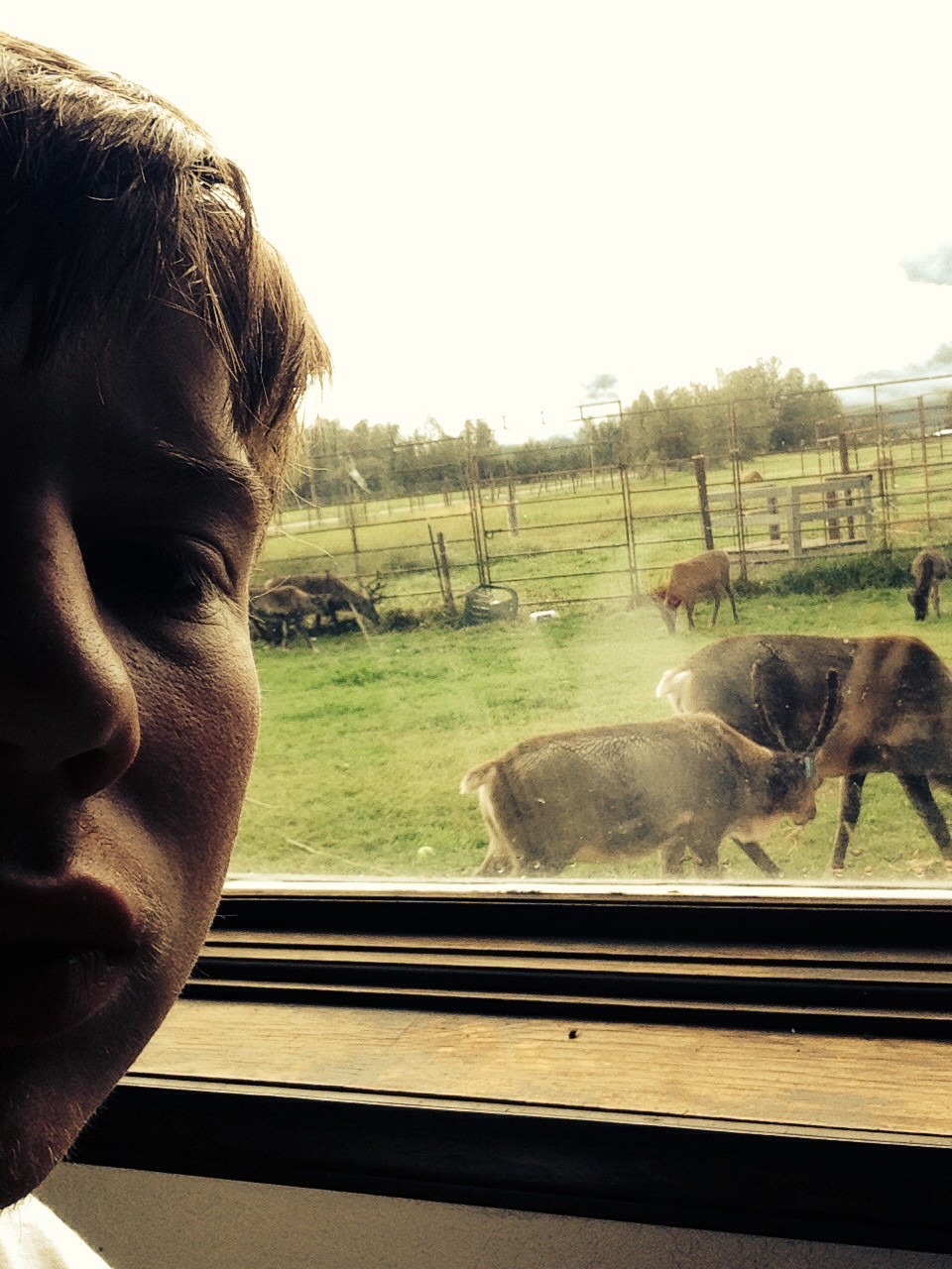 Thats where i work... Those are reindeer