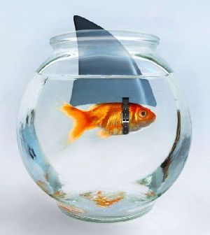 the killer fish