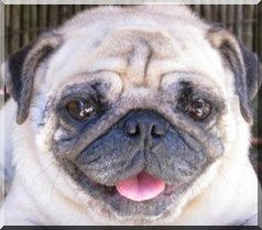 This pug is our pet, and my avatar!