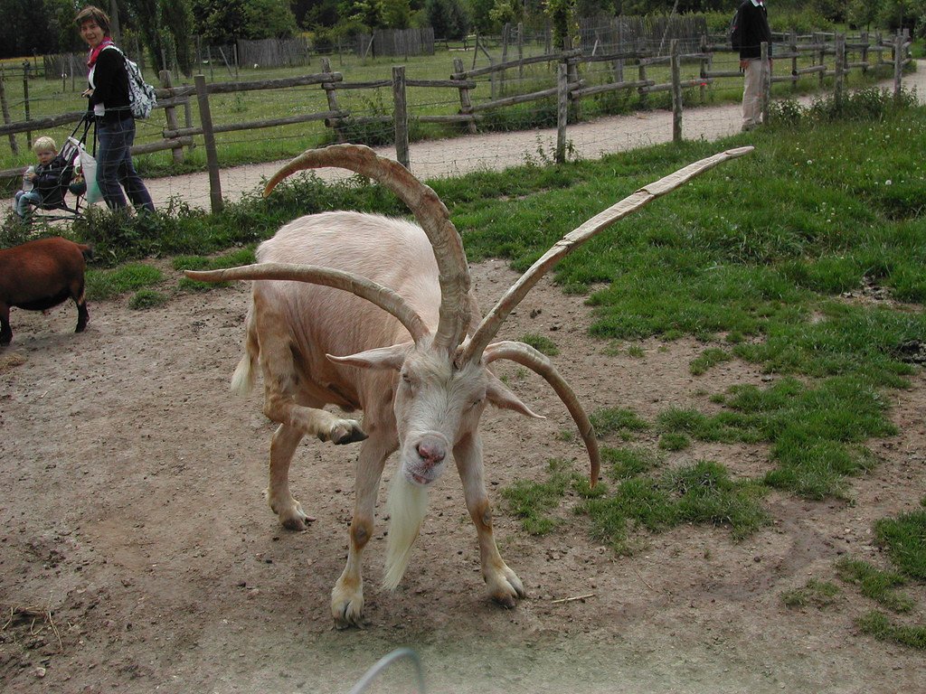 This time diablo incarnated to a goat,
silly diablo!