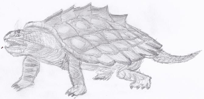 Tortoise
