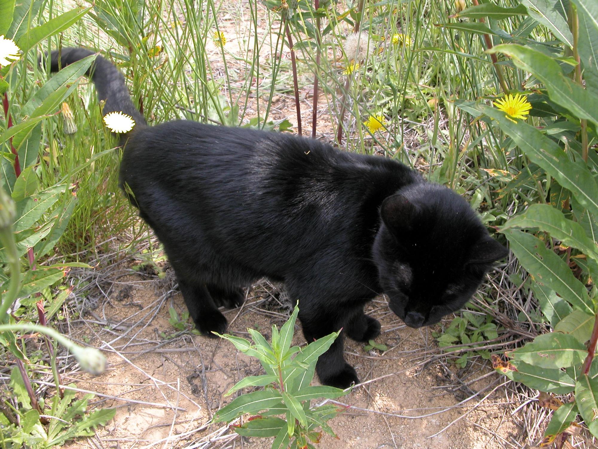 Tyko, my wonderful cat. He disappears for a few days (2-5 so far) and loves to hunt. He is afraid of Sacridshadow's dog, Shade. Shade loves cats and e