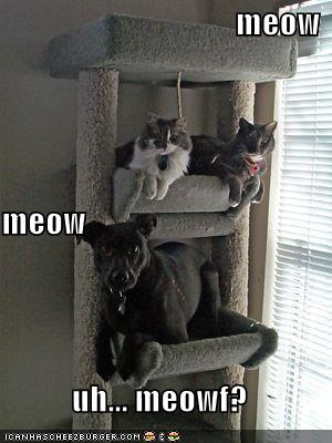 Uh.. meowf?