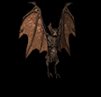 Vampire