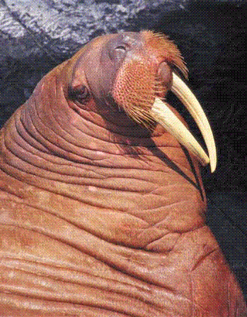 Walrus