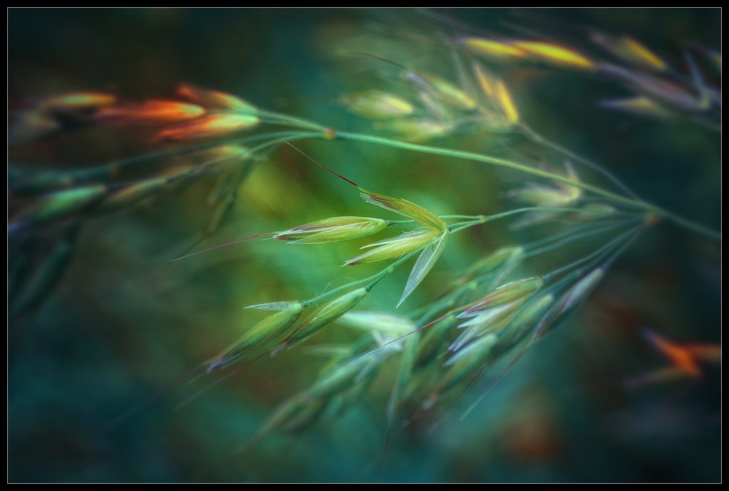 Wayside_Finds_074_by_rav777