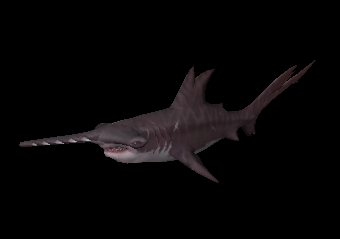 WCU - Shark2