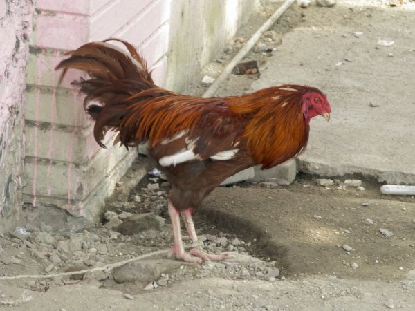 Weird brown cock.
